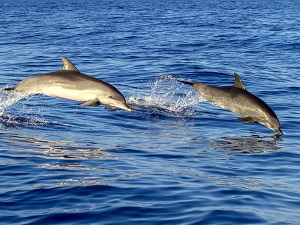 Martinique Activités - Aliotis Plongée : Loisirs nautiques et plongée sous-marine