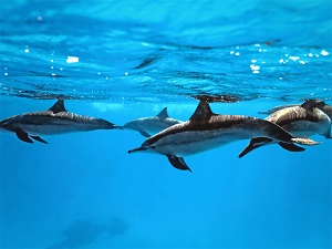 Martinique Activités - Planète Dauphins : Loisirs nautiques et sorties dauphins en bateau