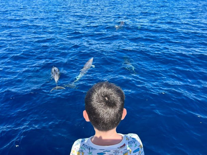 Observation de dauphins depuis un bateau avec Aliotis Plongée en Martinique