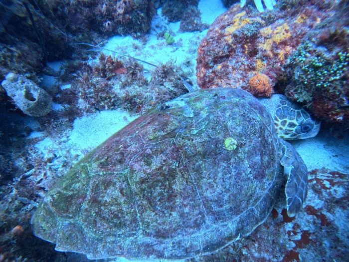 Tortue marine rencontrée lors d’une plongée avec Aliotis Plongée en Martinique