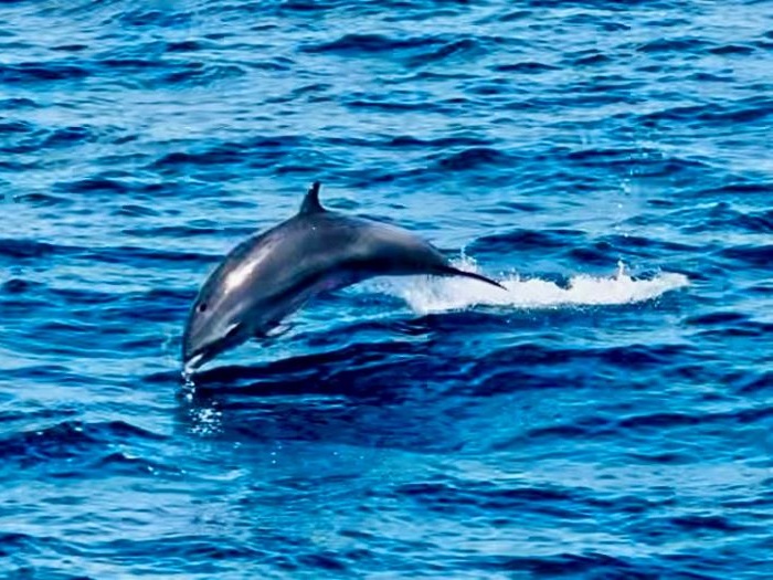 Dauphin bondissant en mer lors d’une excursion Aliotis Plongée en Martinique