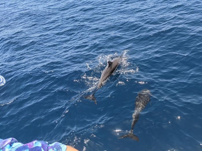 Catamaran en sortie d’observation des dauphins avec Aliotis Plongée