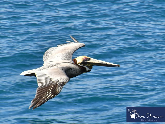 Pélican en vol au-dessus de la mer lors d’une sortie Blue Dream Croisières en Martinique