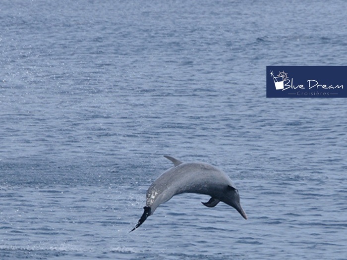 Dauphin sautant hors de l’eau lors d’une excursion Blue Dream Croisières en Martinique
