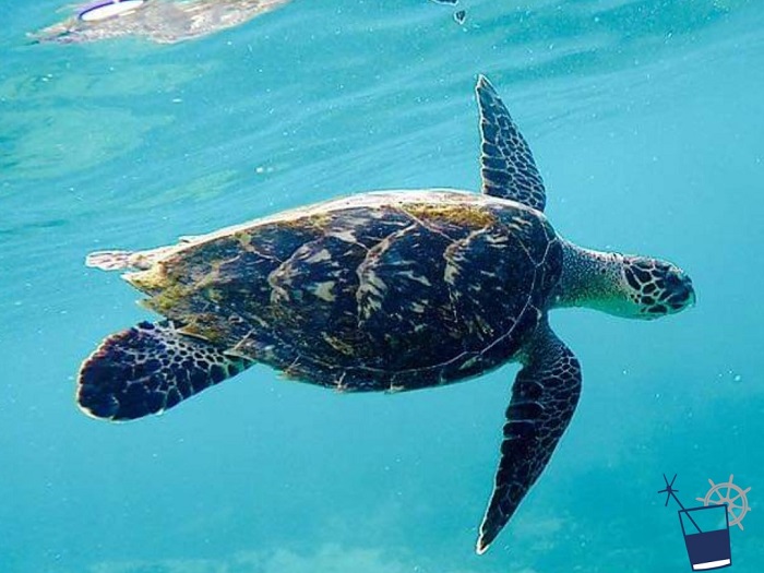 Tortue marine nageant dans les eaux turquoise de Martinique avec Blue Dream Croisières