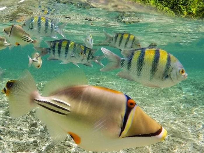 Poissons tropicaux vus en snorkeling lors d’une sortie BB Sea en Martinique