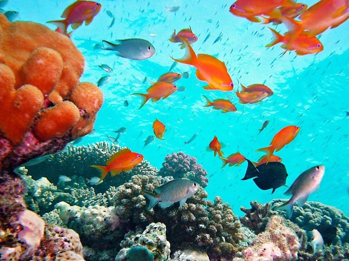 Baignade dans les eaux turquoises lors des sorties en catamaran Diamond Rock en Martinique
