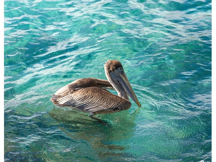 Pélican dans les eaux cristallines observé lors d’une sortie en catamaran Diamond Rock