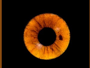 Photographie de l’iris en Martinique avec Eyeland - Activités Visites