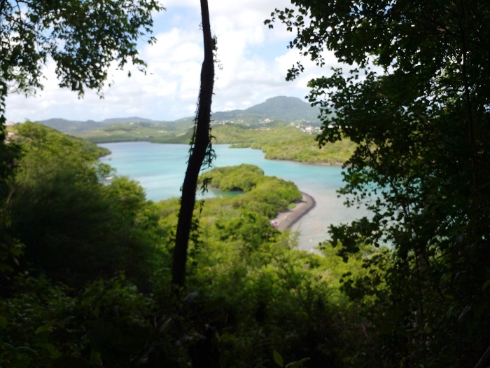 Point de vue en foret sur une baie en Martinique pendant une randonnee