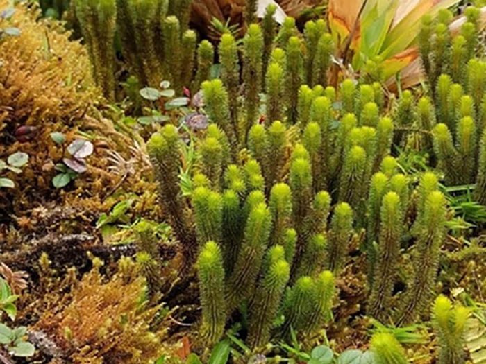 Flore sauvage observee lors d une randonnee en espace naturel en Martinique