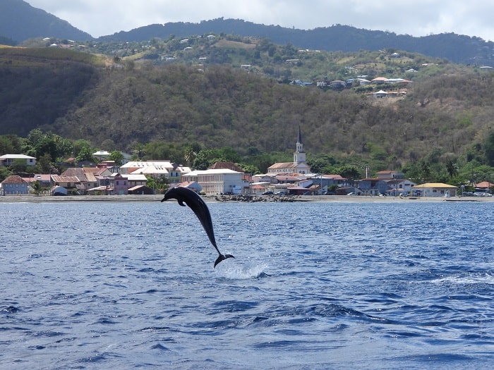 Bateau Kairi Dream en mer en Martinique pour sortie dauphins