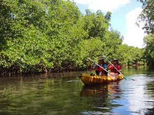 Excursion en kayak dans la mangrove de Martinique avec Kayak Aventure Mangrove