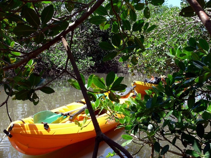 Exploration en kayak au cœur de la mangrove martiniquaise avec Kayak Aventure Mangrove