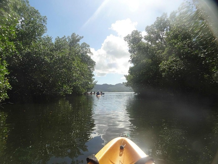 Paysage naturel de la mangrove de Ducos vu lors d’une sortie Kayak Aventure Mangrove en Martinique