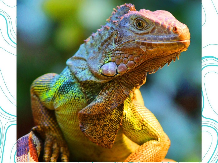 Iguane observé lors d’une sortie nature avec Les Ballades du Delphis en Martinique