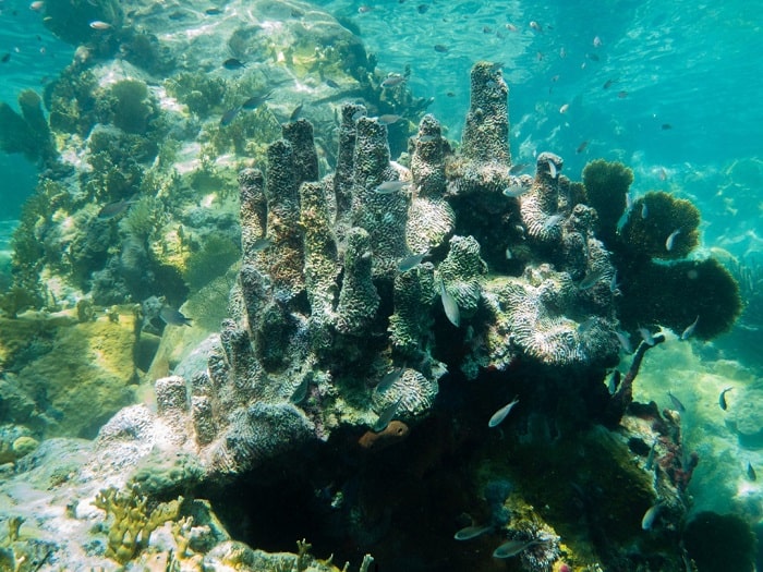 Découverte des fonds marins et de la faune en Martinique lors d’une sortie en mer