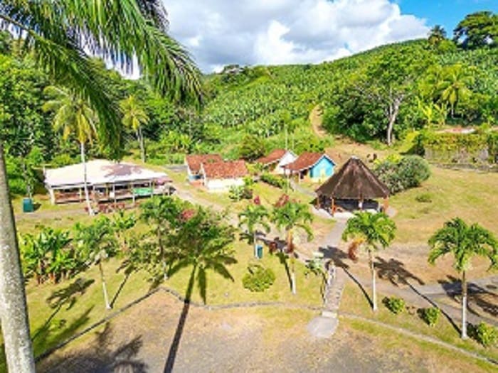 Plantation de bananiers lors d une visite agro touristique en Martinique