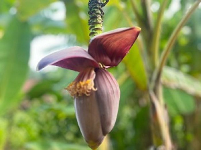 Fleur de bananier observee pendant la visite de la plantation en Martinique