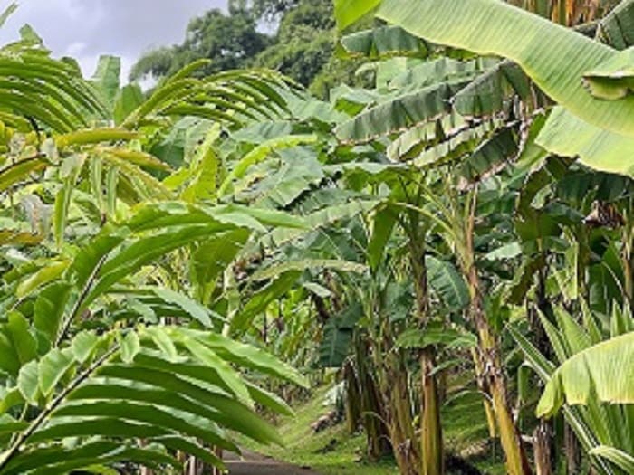 Chemin au coeur de la plantation de bananiers du Musee de la Banane en Martinique