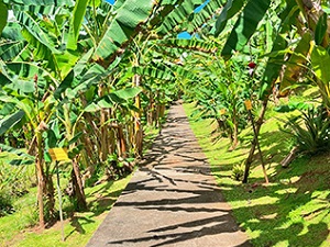 Visite agro-touristique du Musée de la Banane en Martinique