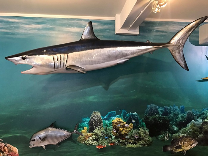 Requin naturalisé présenté dans l’espace d’exposition du Musée de la Mer en Martinique