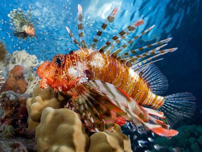 Poisson-lion mis en valeur dans une vitrine du Musée de la Mer en Martinique
