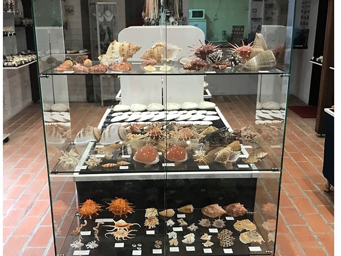 Vitrine de coquillages rares exposés au Musée de la Mer en Martinique