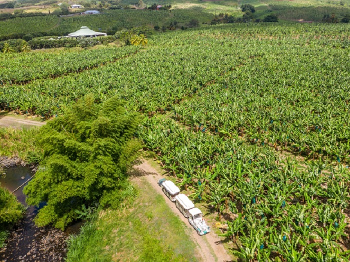 Vue aérienne de la plantation bananière du Domaine du Belfort en Martinique