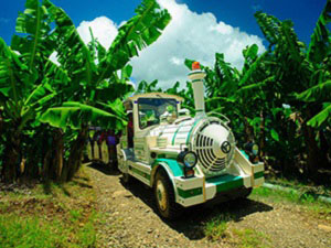 Visite en petit train d’une plantation de bananes à Belfort Martinique – Activités nature