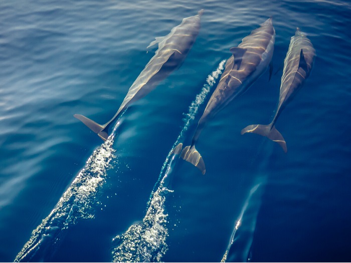 Dauphins en pleine nage dans les eaux martiniquaises lors d’une excursion avec Planète Dauphins