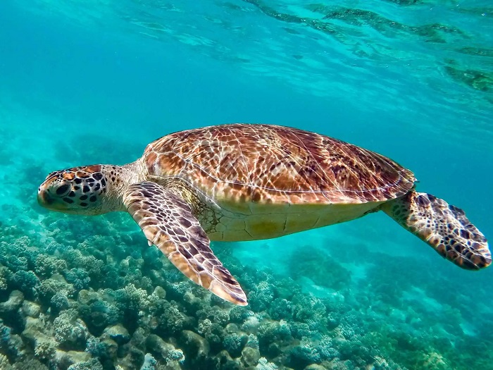Tortue marine nageant au-dessus des coraux dans les eaux claires de Martinique