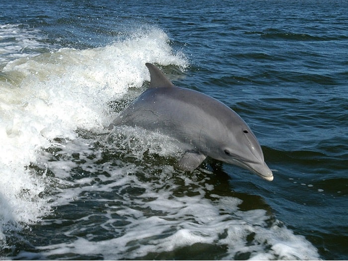 Dauphin bondissant dans les vagues pendant une excursion Planète Dauphins en Martinique