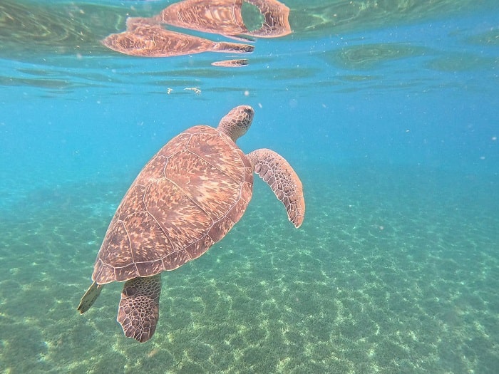 Tortue marine observée en plongée lors d’une sortie en mer avec Planète Dauphins en Martinique