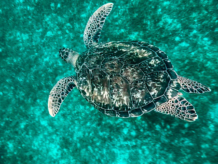 Tortue marine observée en snorkeling pendant une sortie en mer Kairi Dream en Martinique