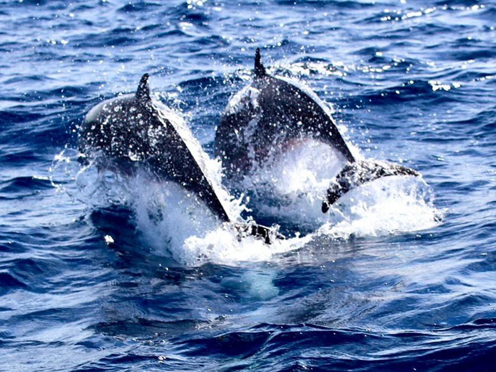 Dauphins nageant en pleine mer lors d’une excursion Kairi Dream en Martinique